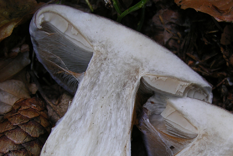 Cortinarius cumatilis.